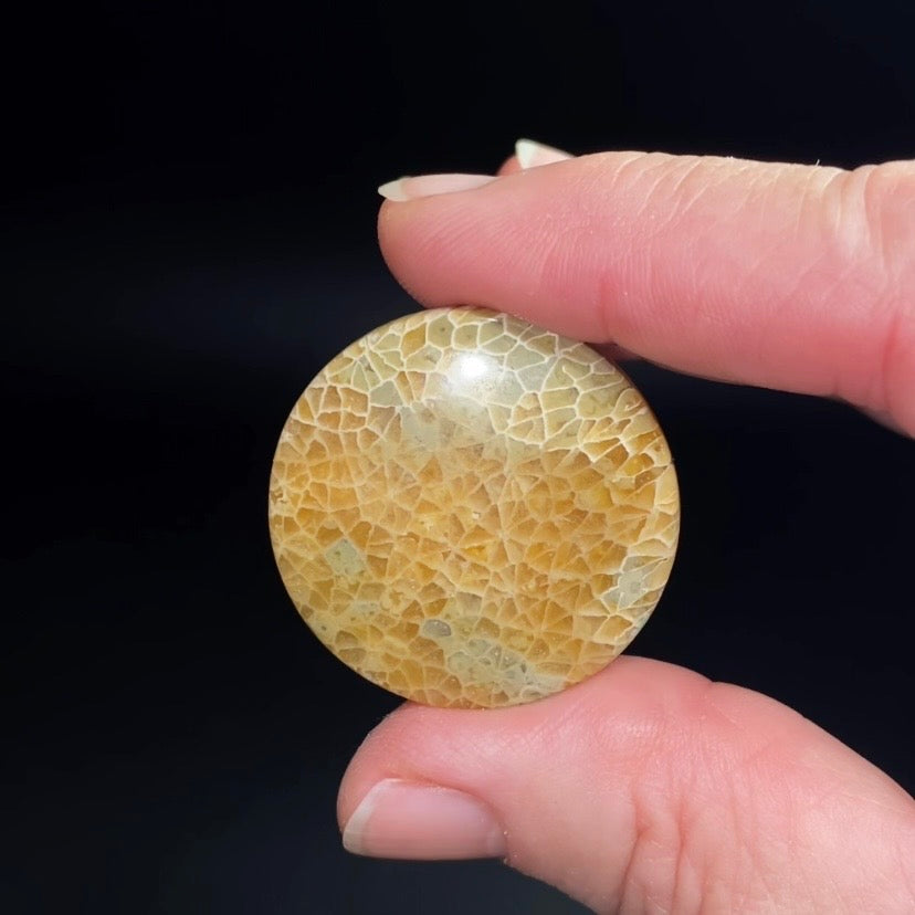 Round Shaped Fossilized Coral Cabochon - Jewelry Making - Pocket Stone