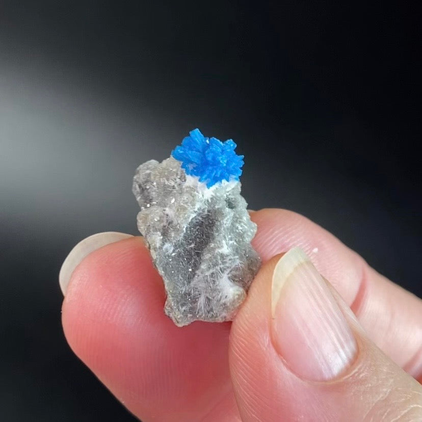 Vibrant Blue Cavansite Cluster on Druzy Stilbite & Basalt Matrix
