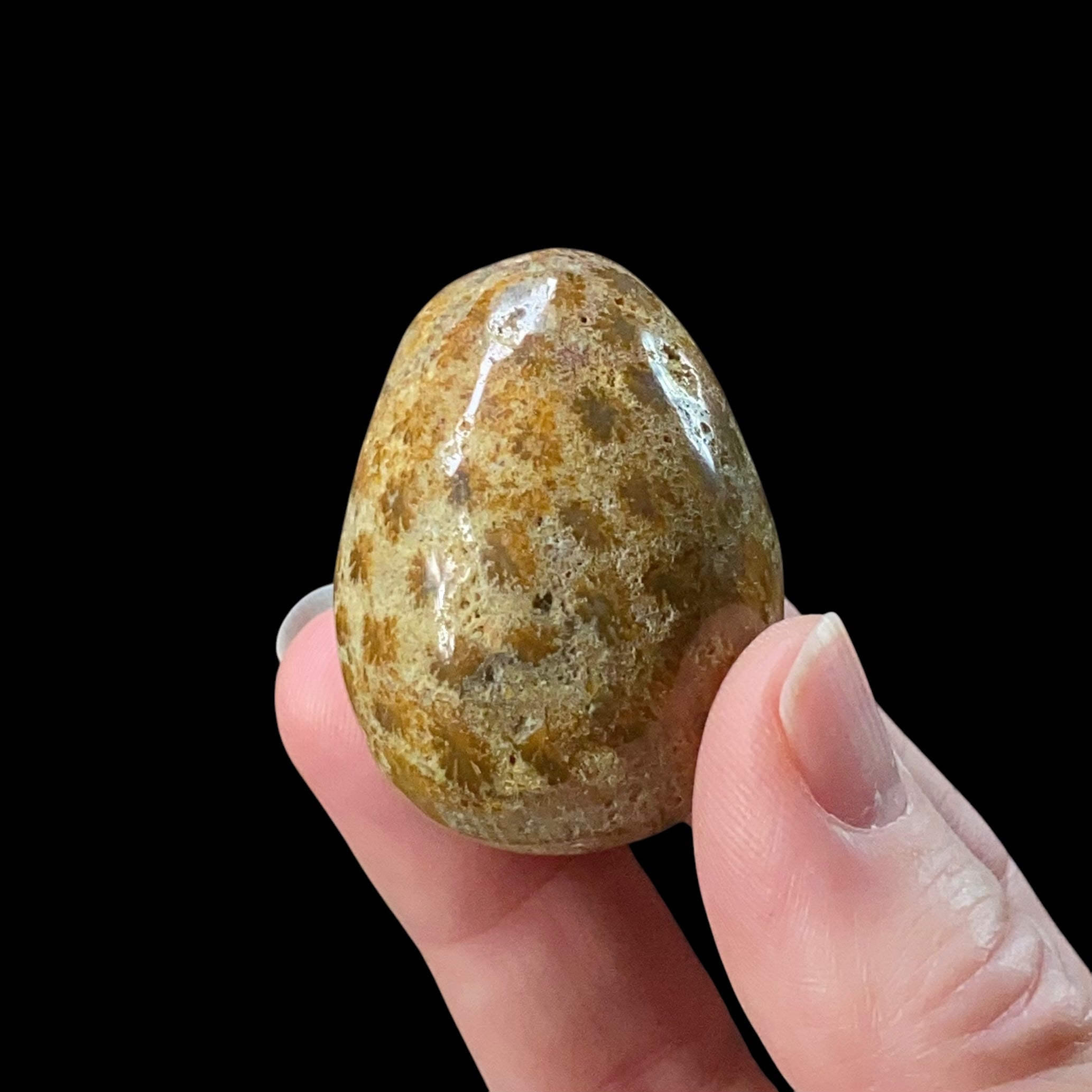 ONE (1) Fossilized Coral Polished Tumbled Egg