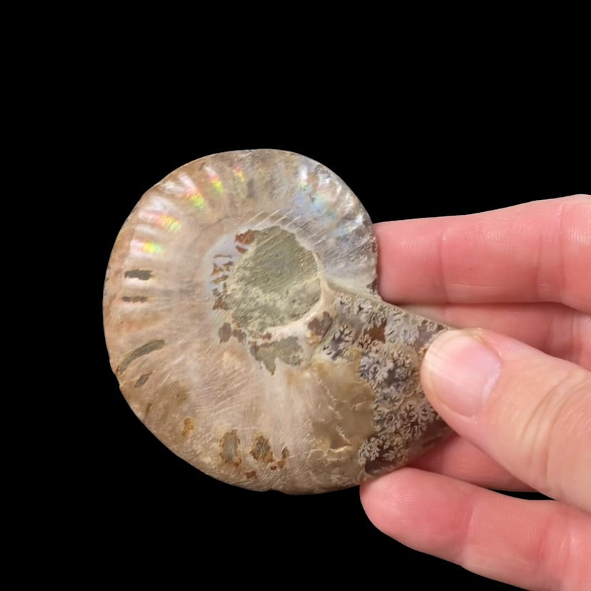 Polished Ammonite Pair from Madagascar with Iridescent Shell