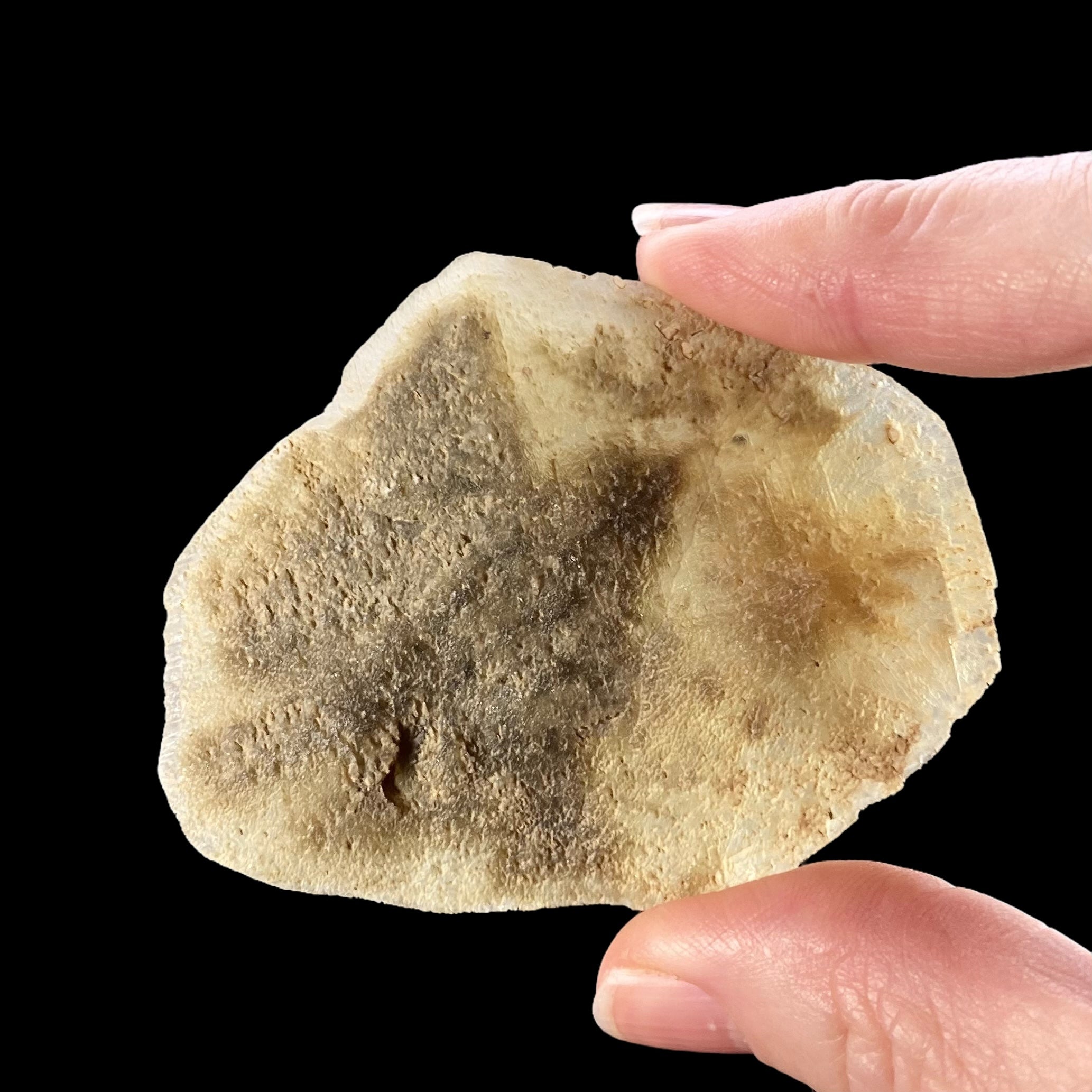 Gypsum var. Selenite Desert Rose Sand Crystal Dollar, Fluorescent