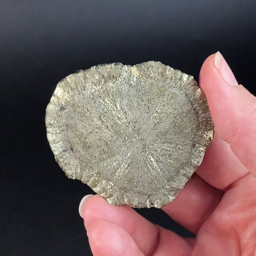 Rare Small Size Pyrite Sun Dollar Specimen 350 Million Years Old, Sparta, Illinois