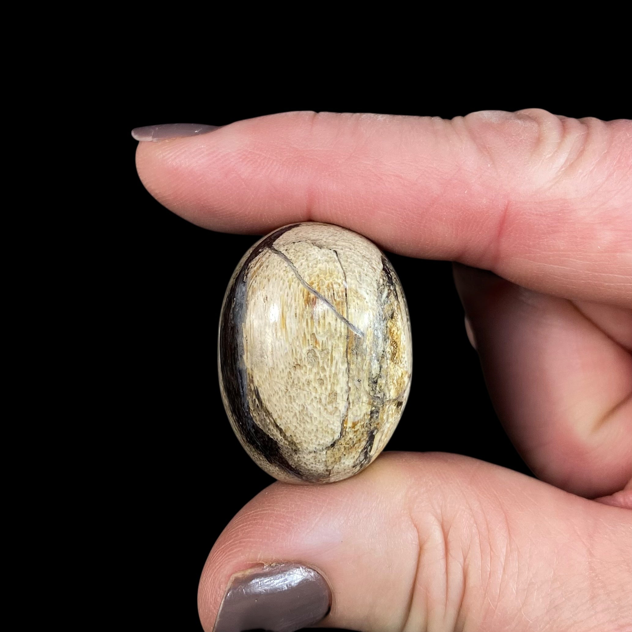 ONE Fossilized Wood Tumble Stone