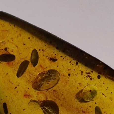 Polished Colombian Amber with Insect Inclusion from Cimitarra, Fluorescent