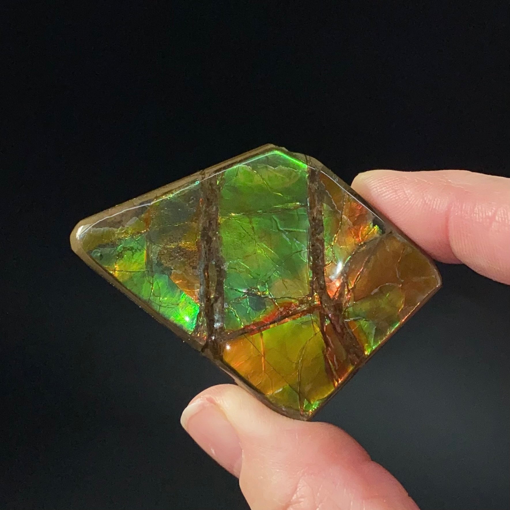 Canadian Korite Ammolite Hand Specimen in Display Box