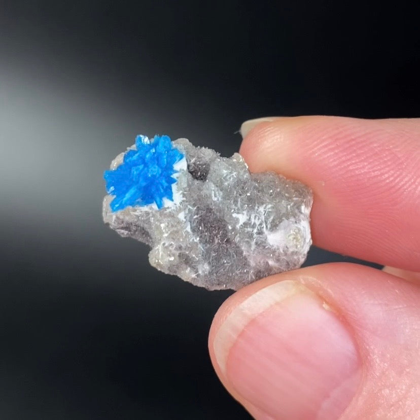 Vibrant Blue Cavansite Cluster on Druzy Stilbite & Basalt Matrix