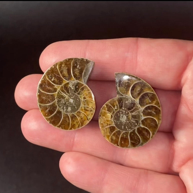 Cut & Polished Ammonite Pair from Madagascar
