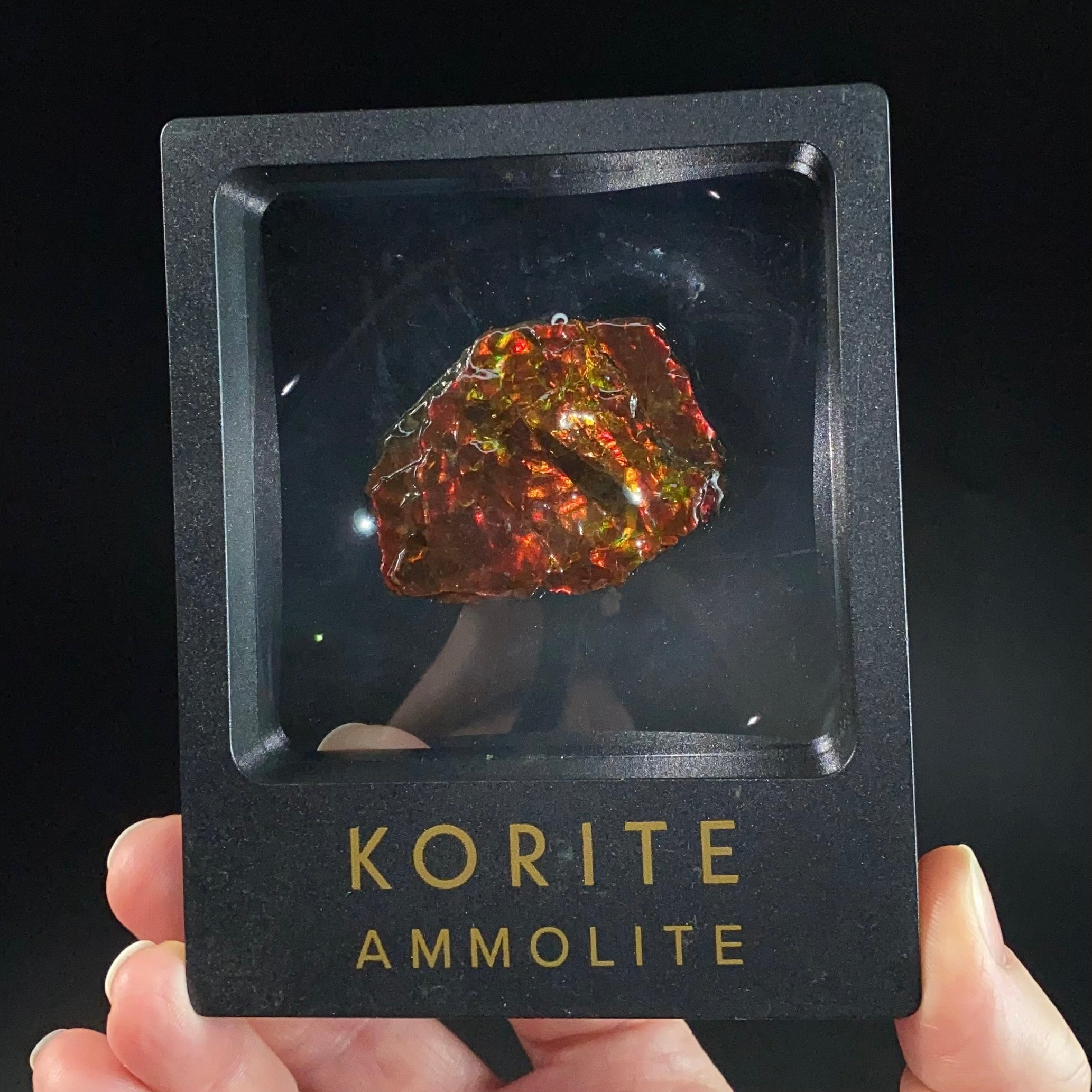 Canadian Korite Ammolite Hand Specimen in Display Box