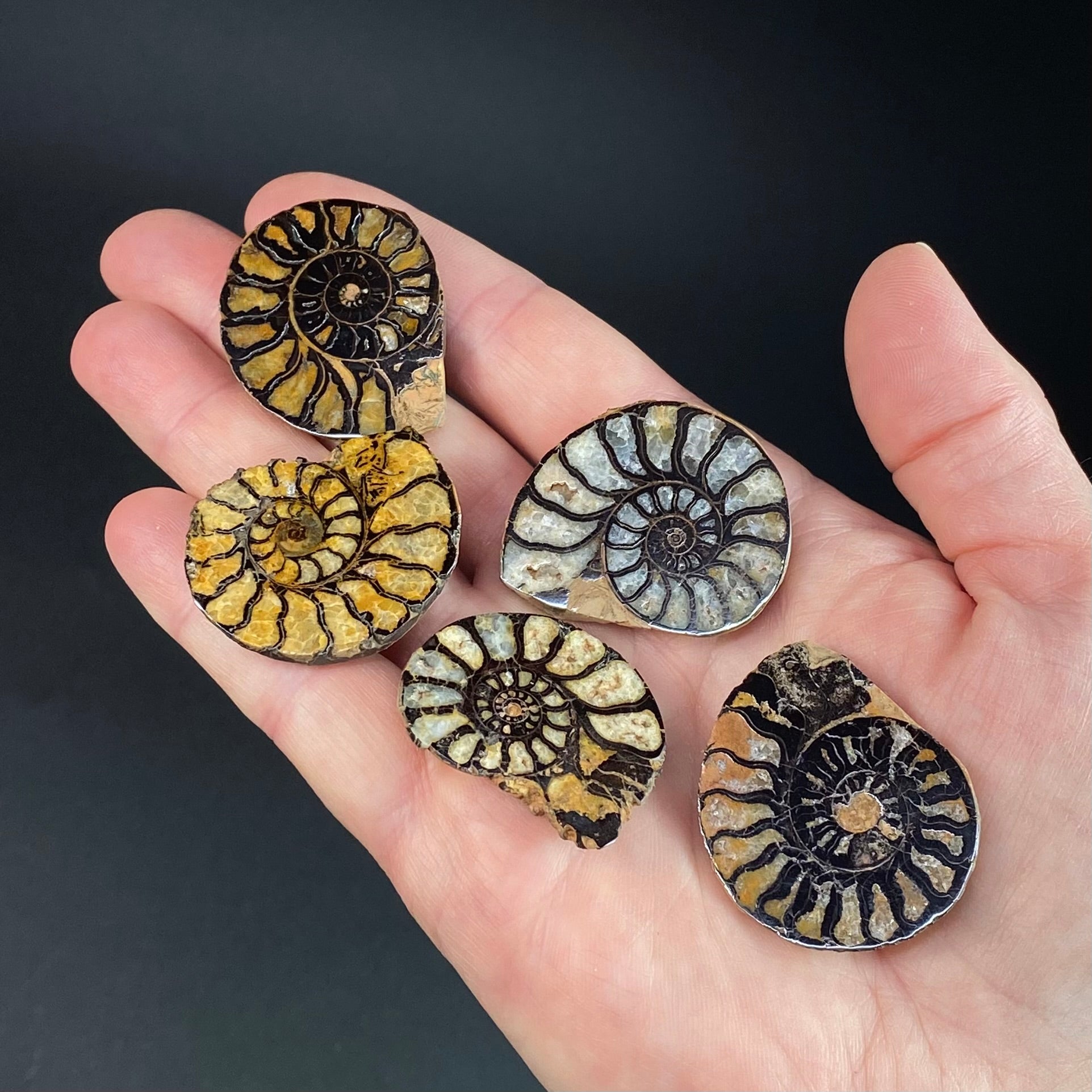 Cut and Polished Agatized Ammonite Half
