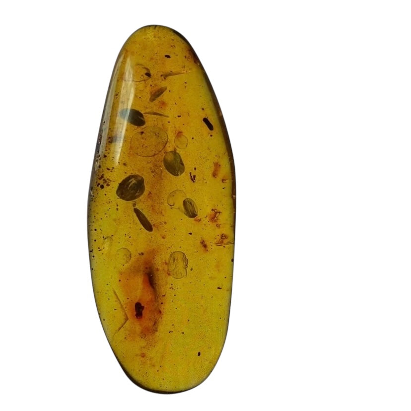 Polished Colombian Amber with Insect Inclusion from Cimitarra, Fluorescent