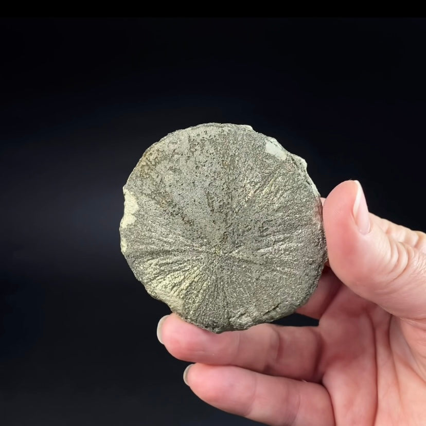 Pyrite Sun Dollar Specimen 350 Million Years Old, Sparta, Illinois