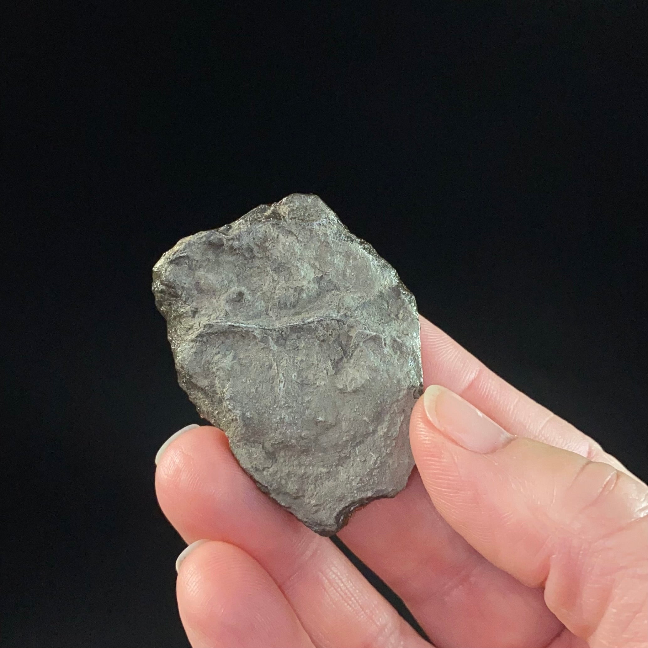 Canadian Korite Ammolite Hand Specimen in Display Box