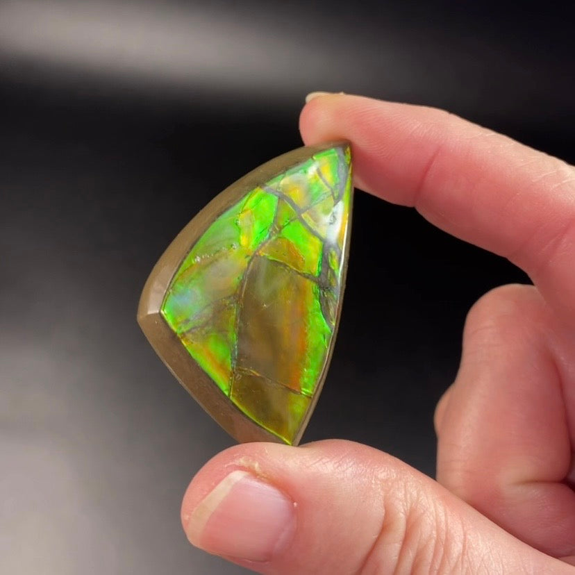 Grade A Canadian Korite Ammolite Polished Freeform Cabochon with Green and Orange Hues