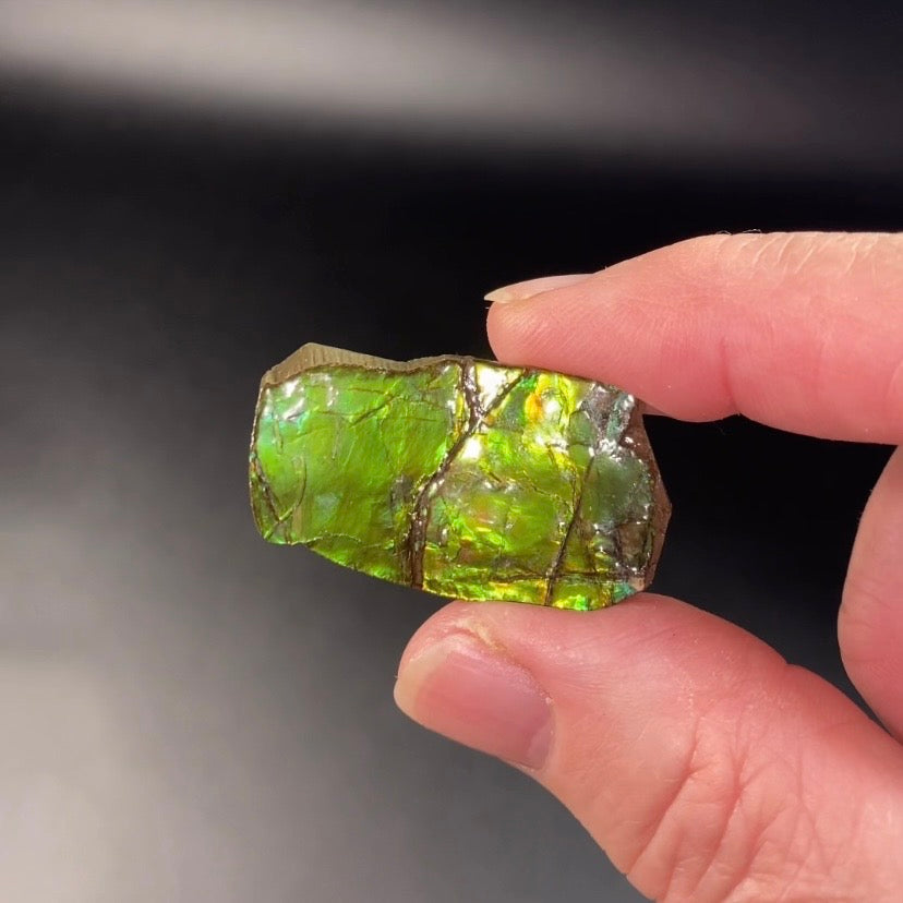 Green Canadian Korite Ammolite Hand Specimen
