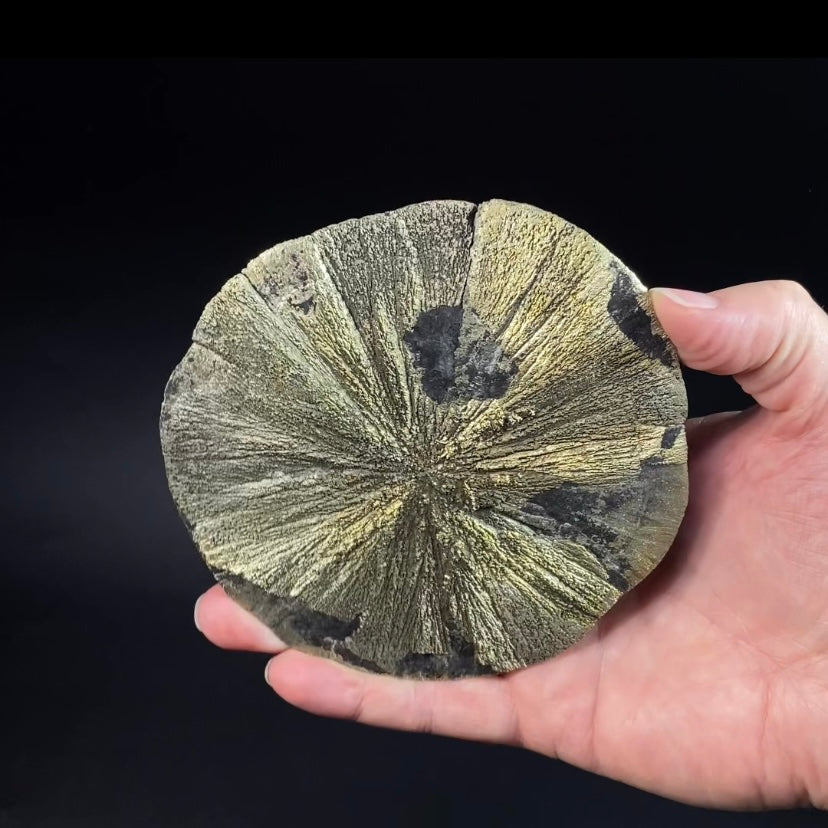 Pyrite Sun Dollar Specimen 350 Million Years Old, Sparta, Illinois