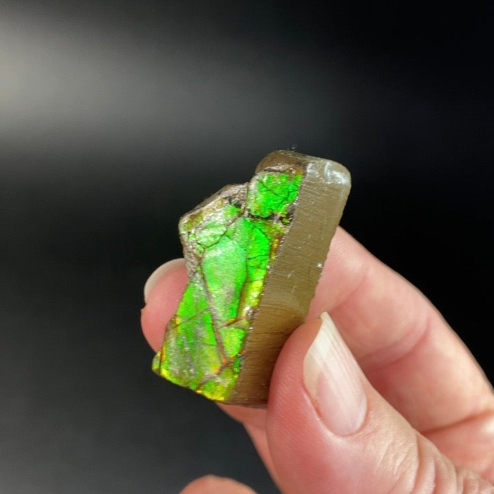 Orange and Green Canadian Korite Ammolite Hand Specimen