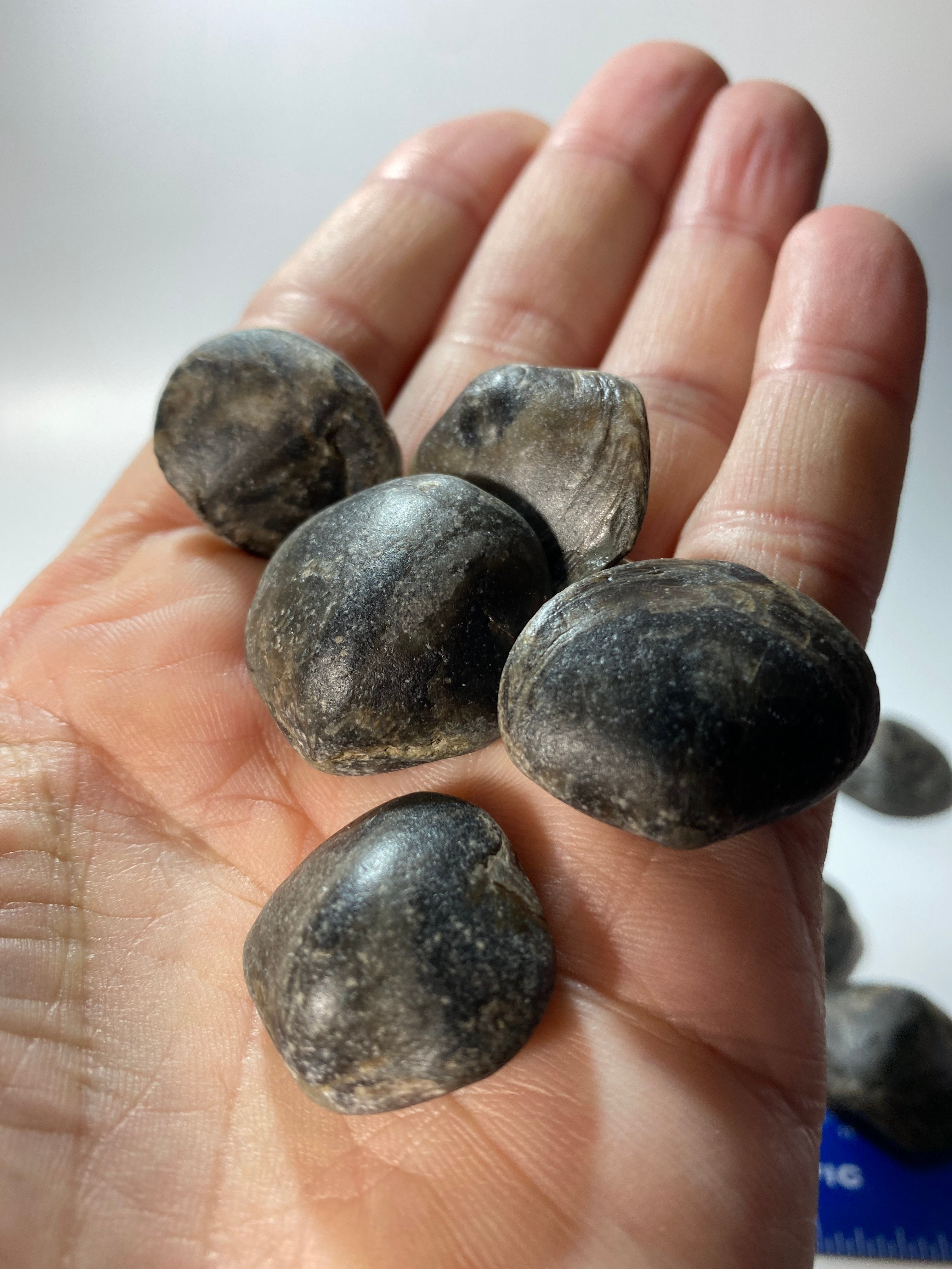 Middle Devonian Brachiopod Athyris Spiriferiodes, Erie County, New York, Lot of THREE