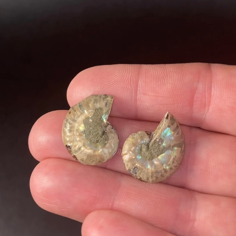 Cut & Polished Ammonite Pair from Madagascar - Small Size for Jewelry
