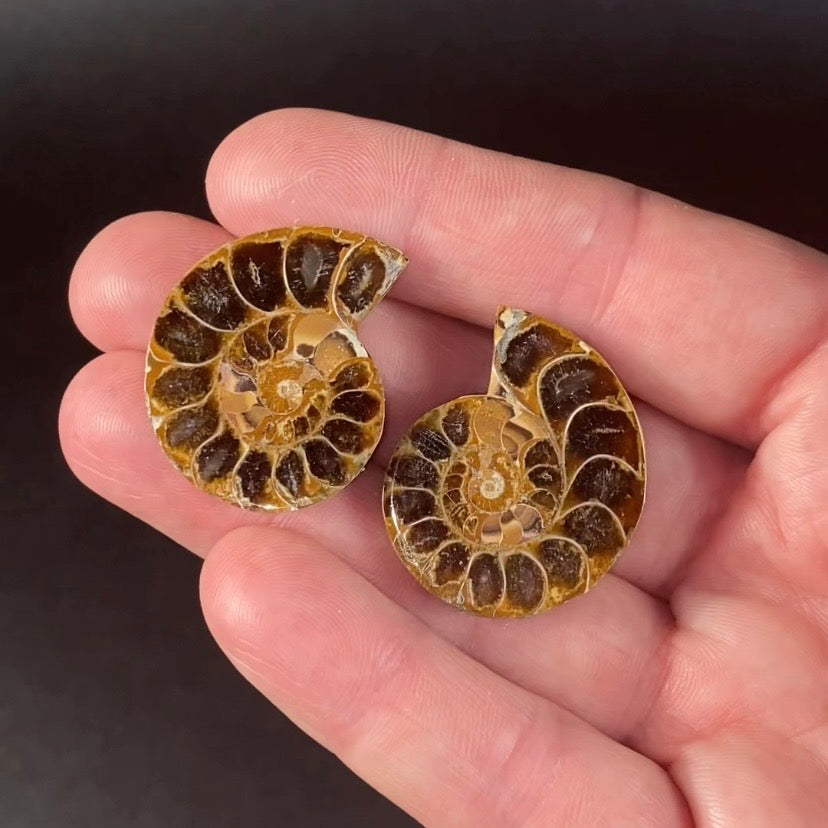 Cut & Polished Ammonite Pair from Madagascar