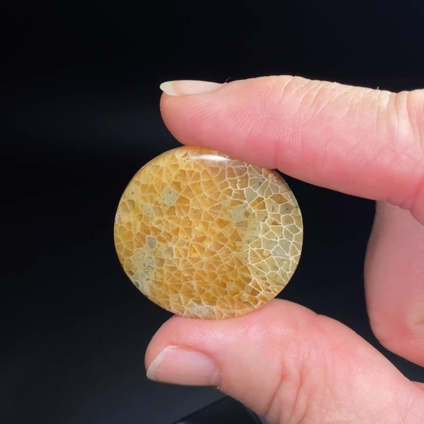 Round Shaped Fossilized Coral Cabochon - Jewelry Making - Pocket Stone