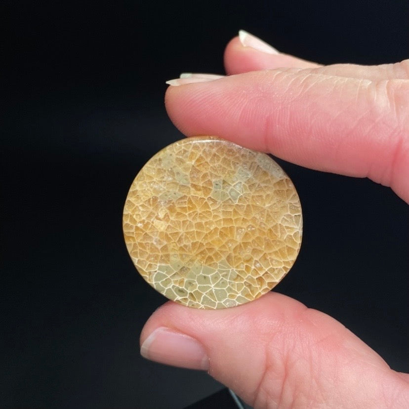 Round Shaped Fossilized Coral Cabochon - Jewelry Making - Pocket Stone