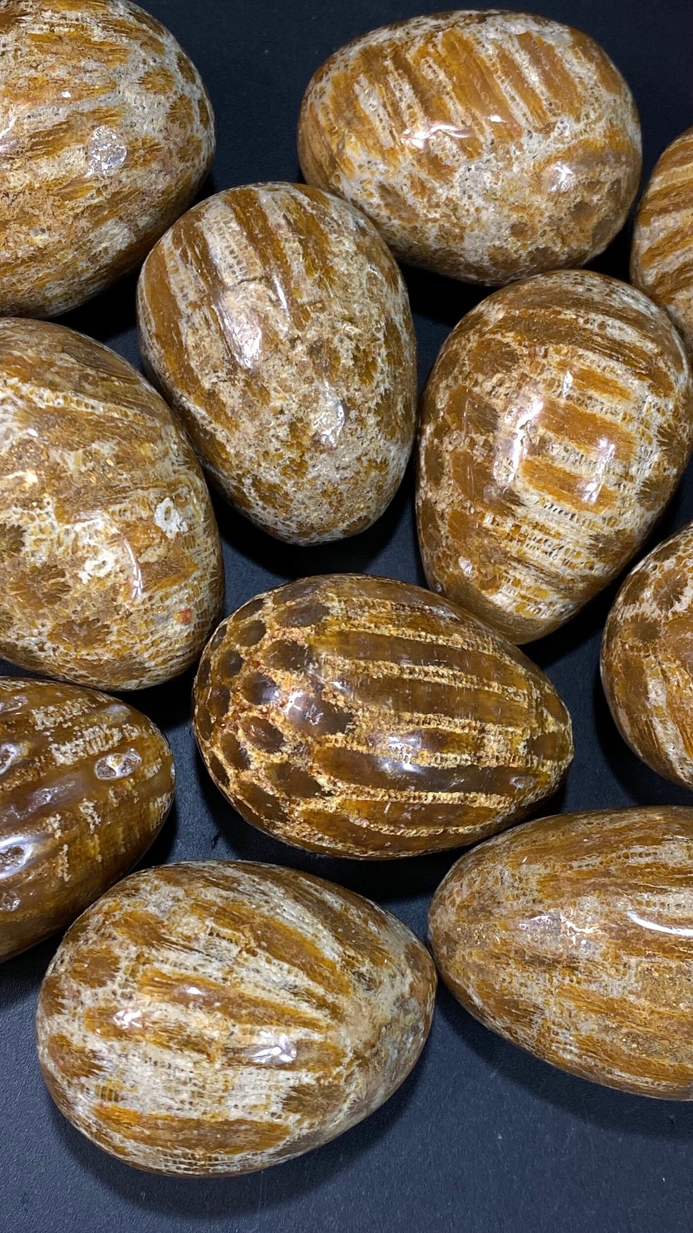 ONE (1) Fossilized Coral Polished Tumbled Egg