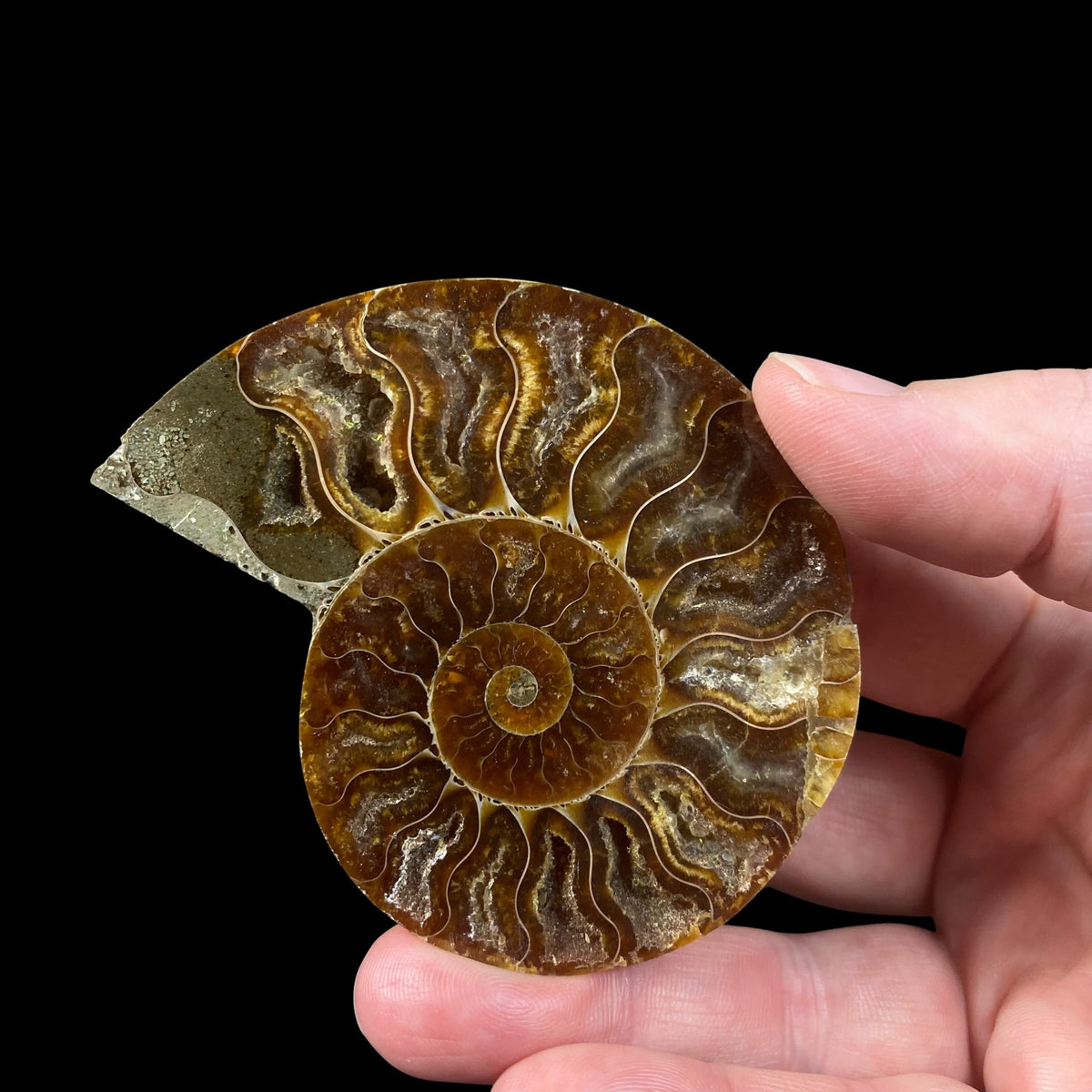 Polished Ammonite Pair from Madagascar with Iridescent Shell