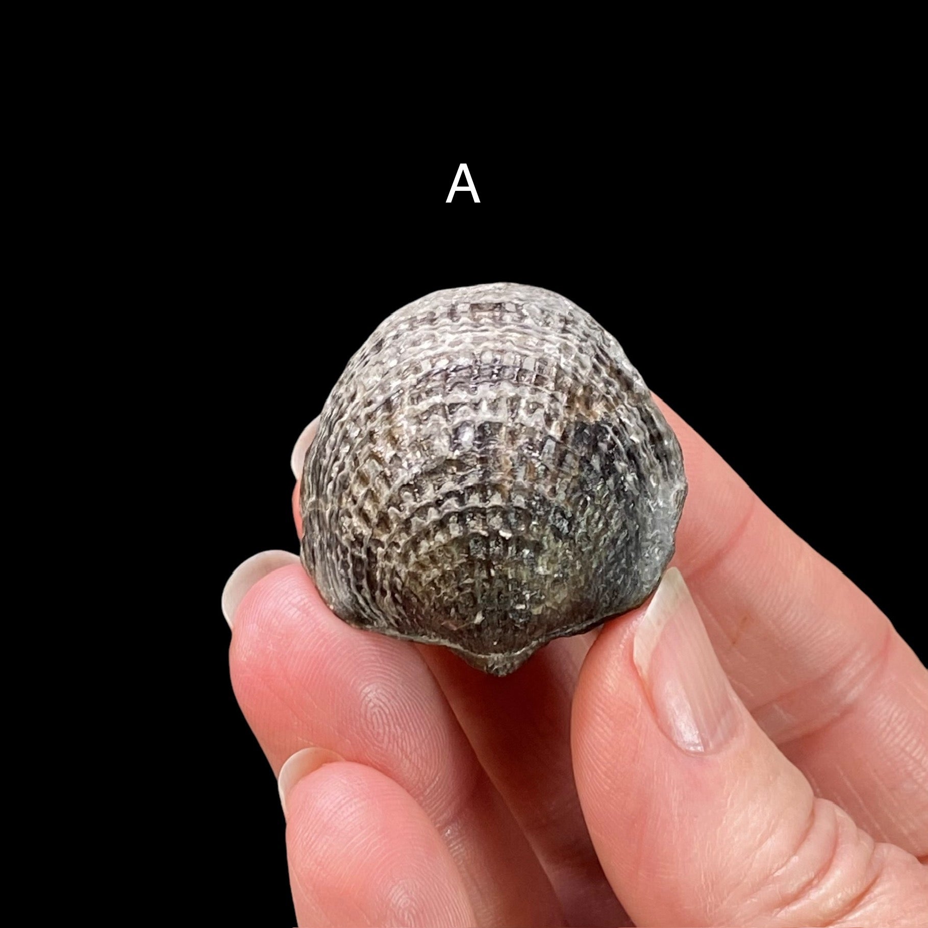 Mid Devonian Brachiopod Spinatrypa Spinosa Specimen, Erie County, New York