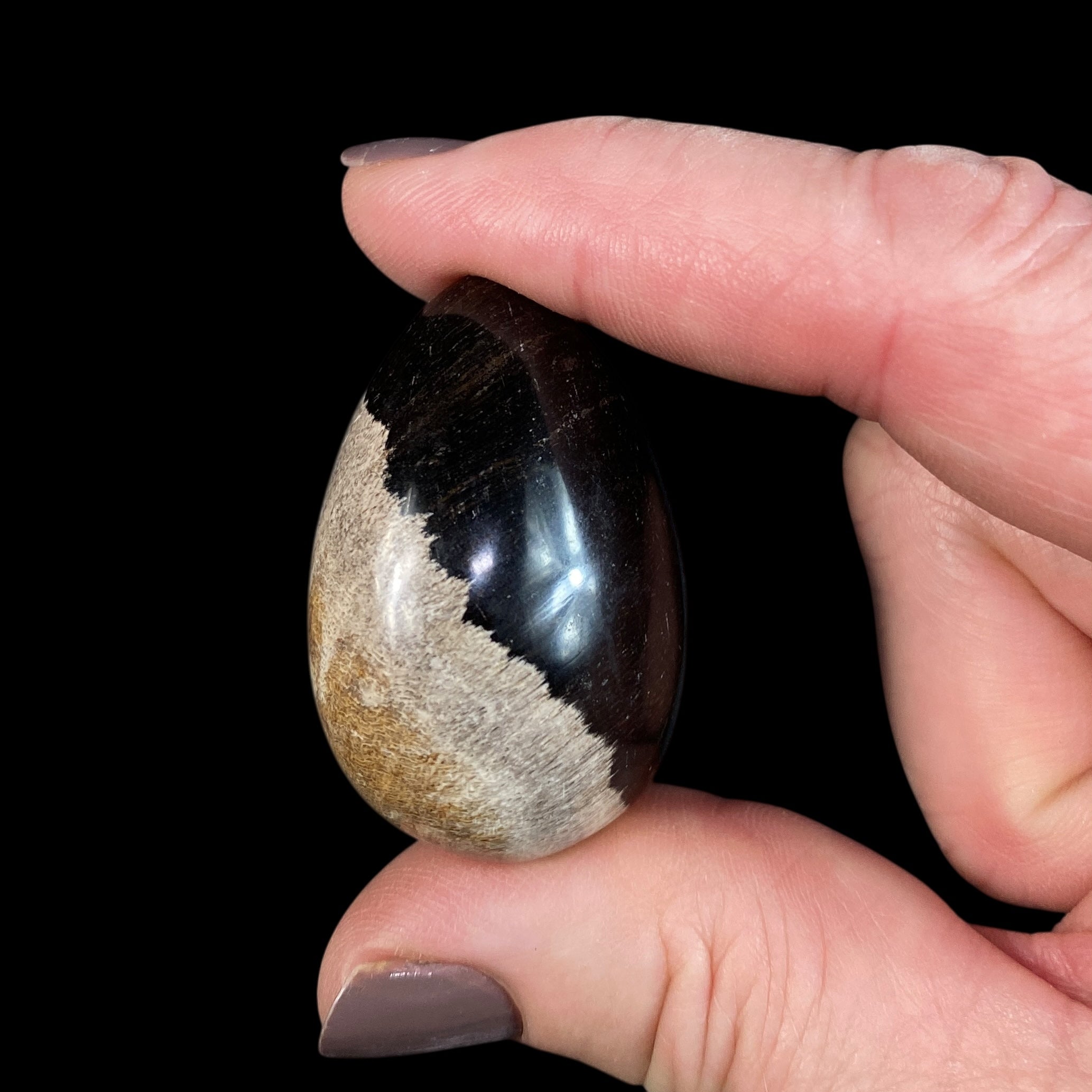 ONE Fossilized Wood Tumble Stone