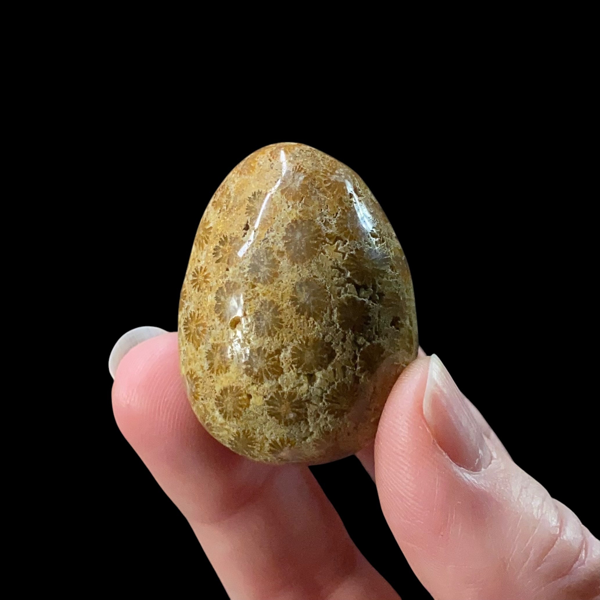 ONE (1) Fossilized Coral Polished Tumbled Egg