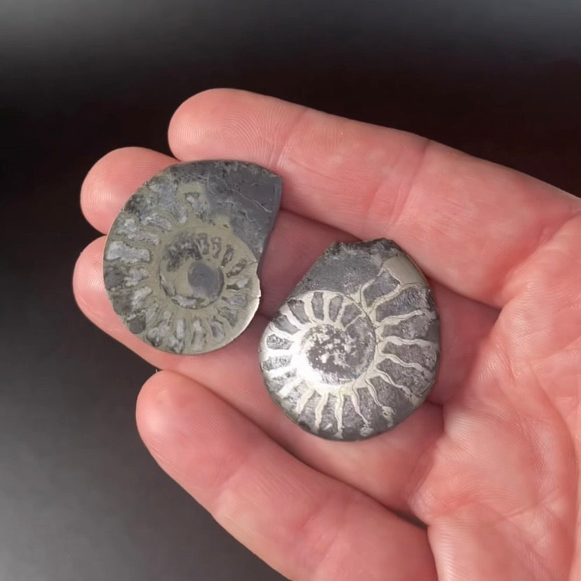 Polished Pyritized Ammonite Pair from Morocco