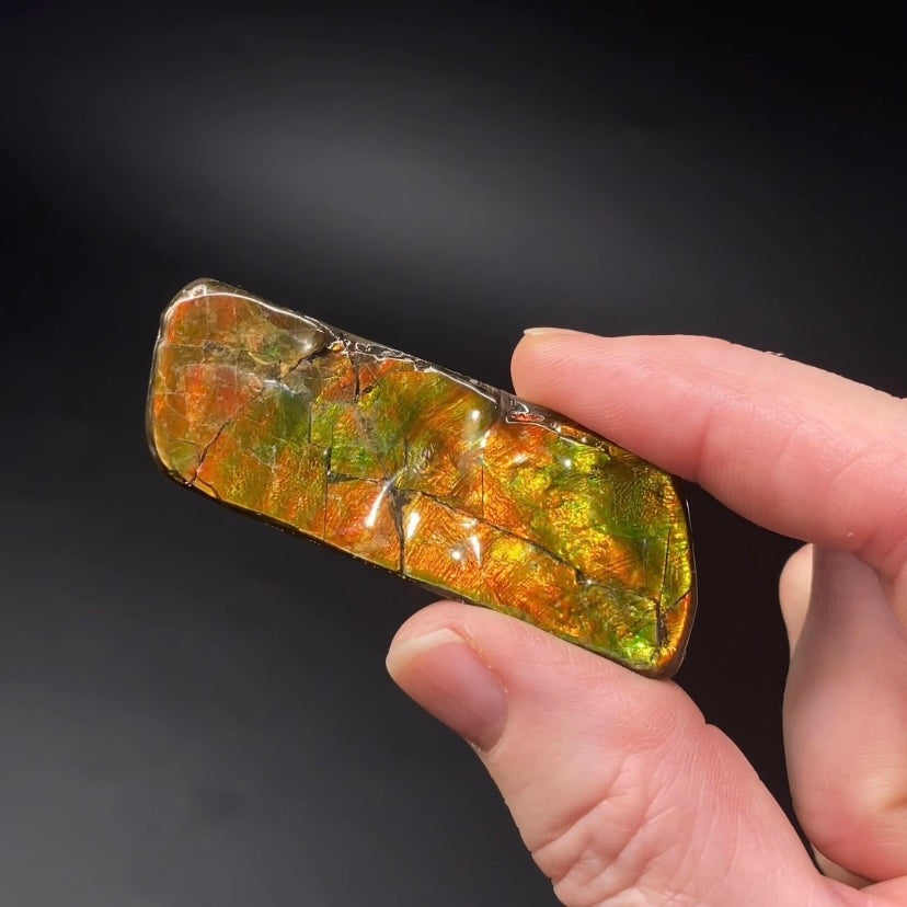 Canadian Korite Ammolite Hand Specimen in Display Box