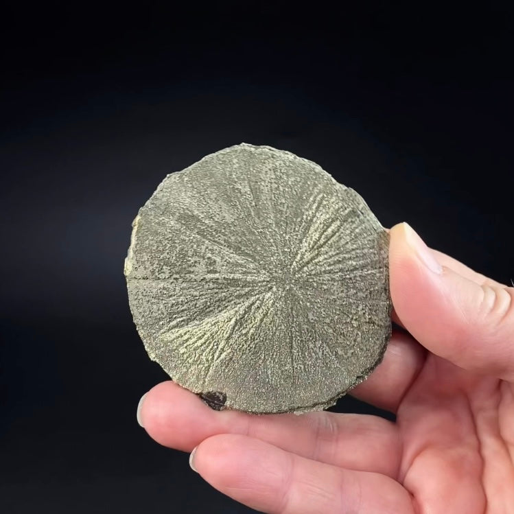 Pyrite Sun Dollar Specimen 350 Million Years Old, Sparta, Illinois