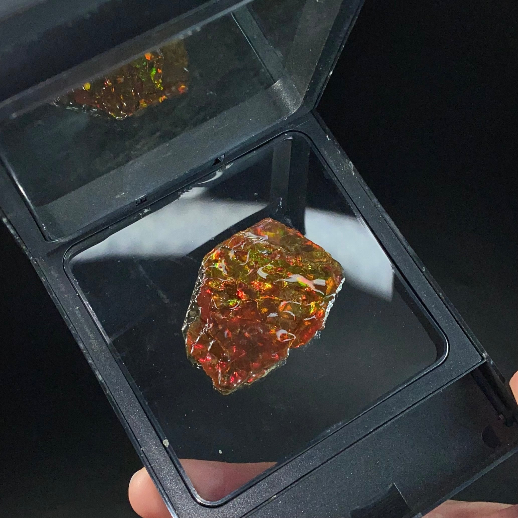 Canadian Korite Ammolite Hand Specimen in Display Box