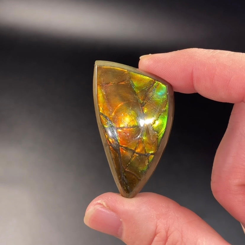 Grade A Canadian Korite Ammolite Polished Freeform Cabochon with Green and Orange Hues