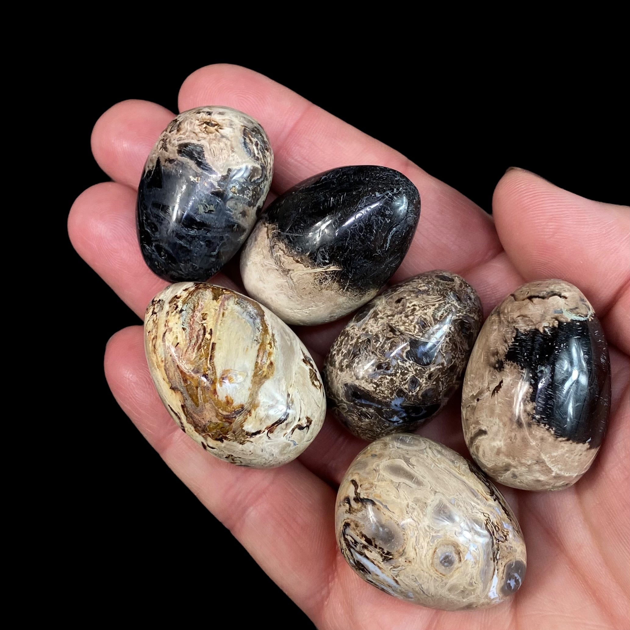 ONE Fossilized Palm Root Tumble Stone