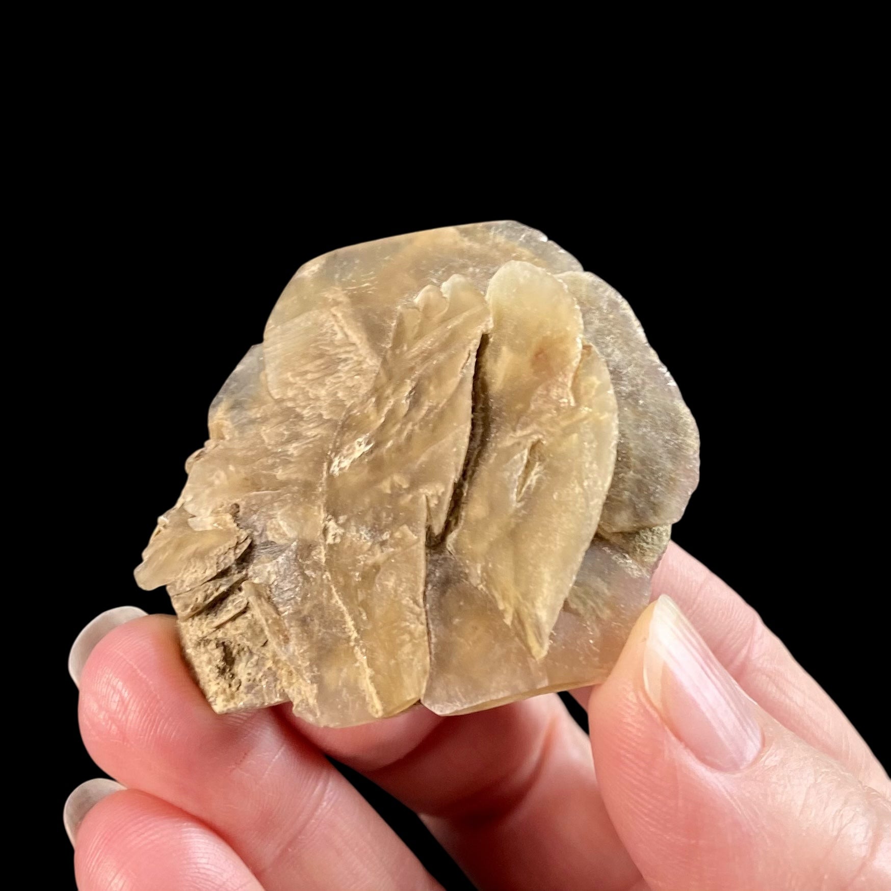 Gypsum var. Selenite Desert Rose Sand Crystal Dollar, Fluorescent & Phosphorescent