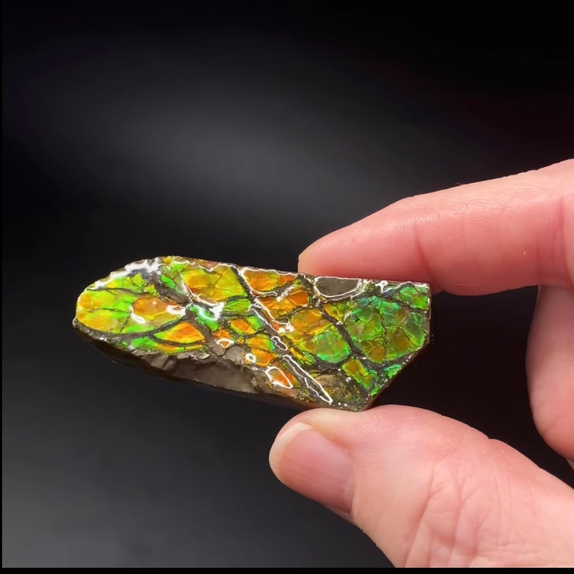 Canadian Korite Ammolite Hand Specimen