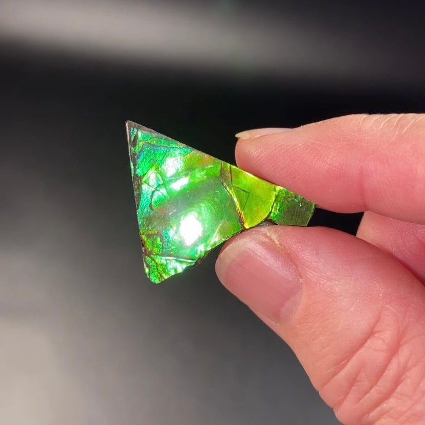 Green Canadian Korite Ammolite Hand Specimen