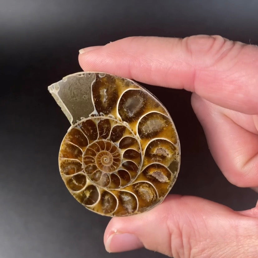 Polished Ammonite Pair from Madagascar with Iridescent Shell
