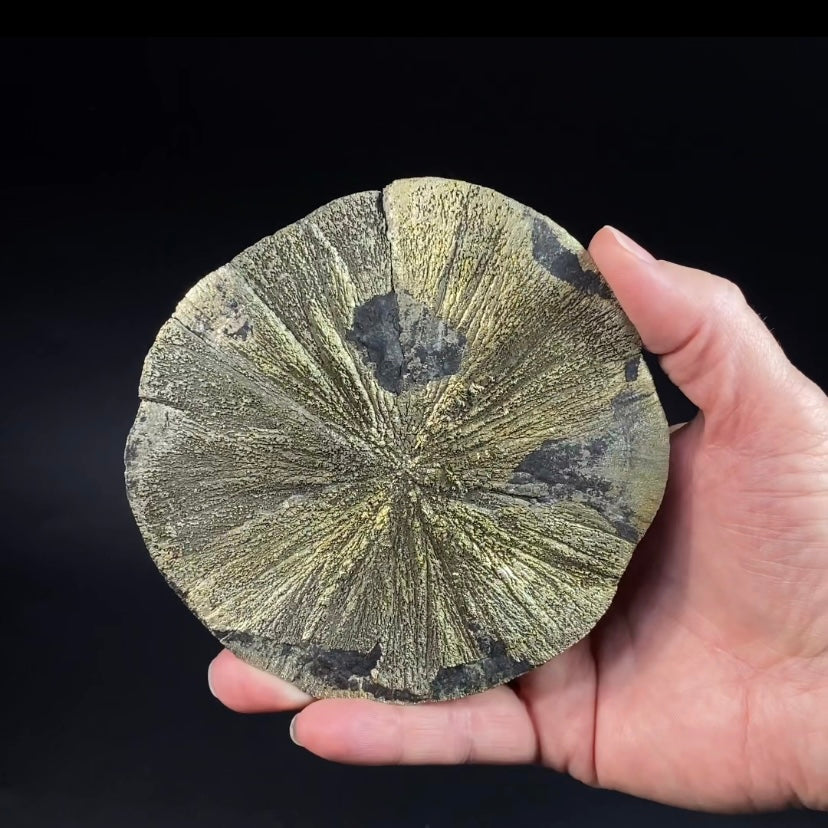 Pyrite Sun Dollar Specimen 350 Million Years Old, Sparta, Illinois