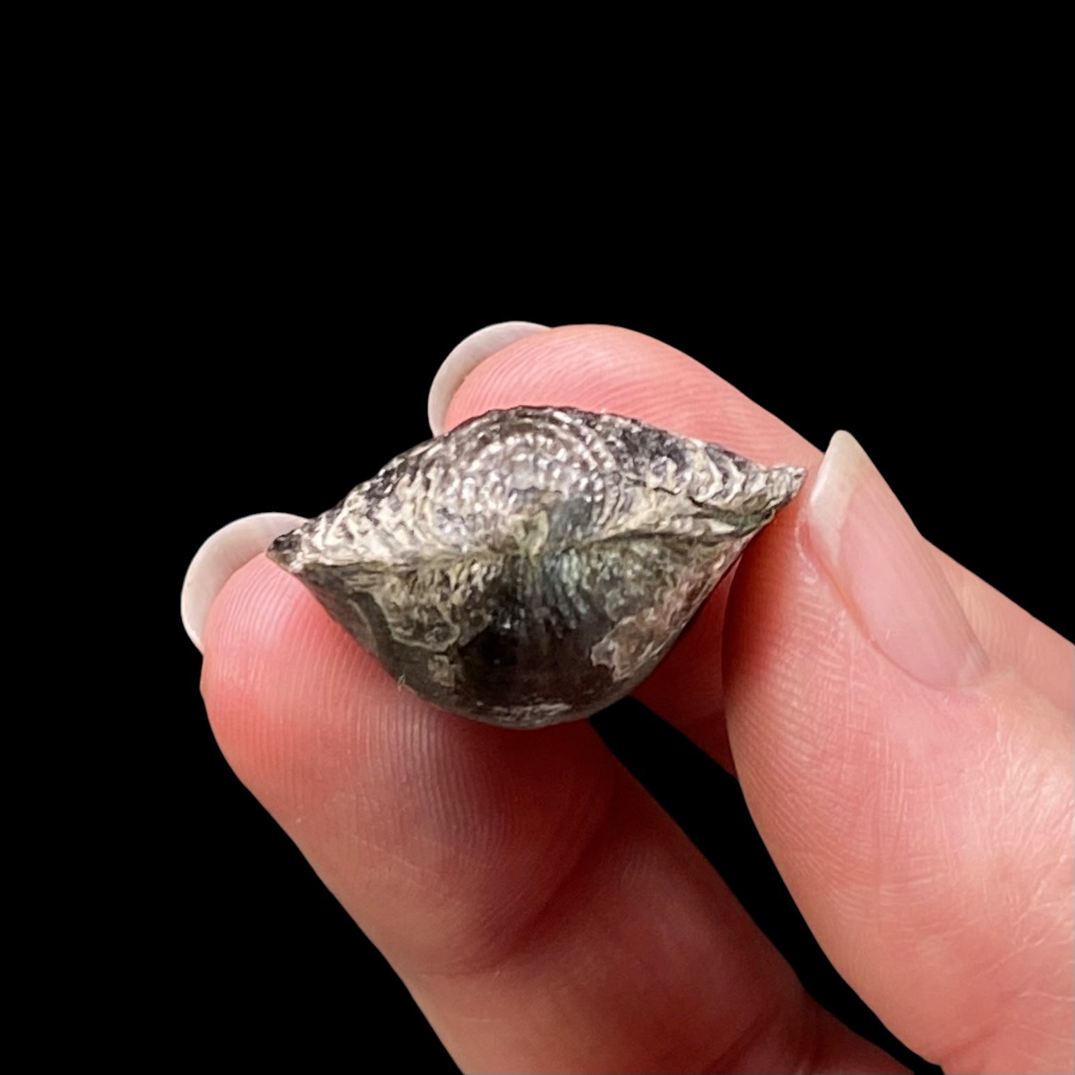 Mid Devonian Brachiopod Spinatrypa Spinosa Specimen, Erie County, New York