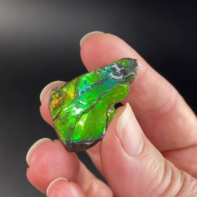 Canadian Korite Ammolite Hand Specimen
