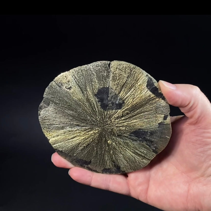 Pyrite Sun Dollar Specimen 350 Million Years Old, Sparta, Illinois
