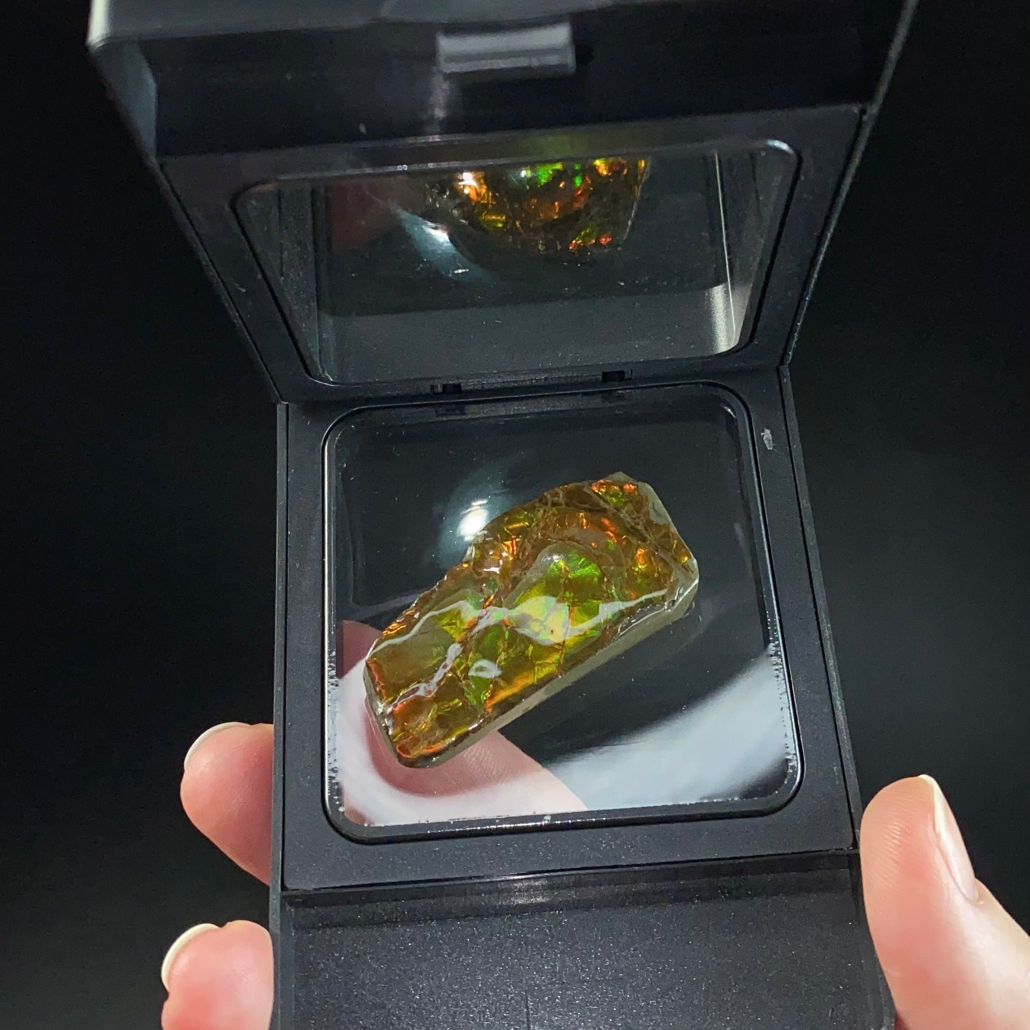 Canadian Korite Ammolite Hand Specimen in Display Box