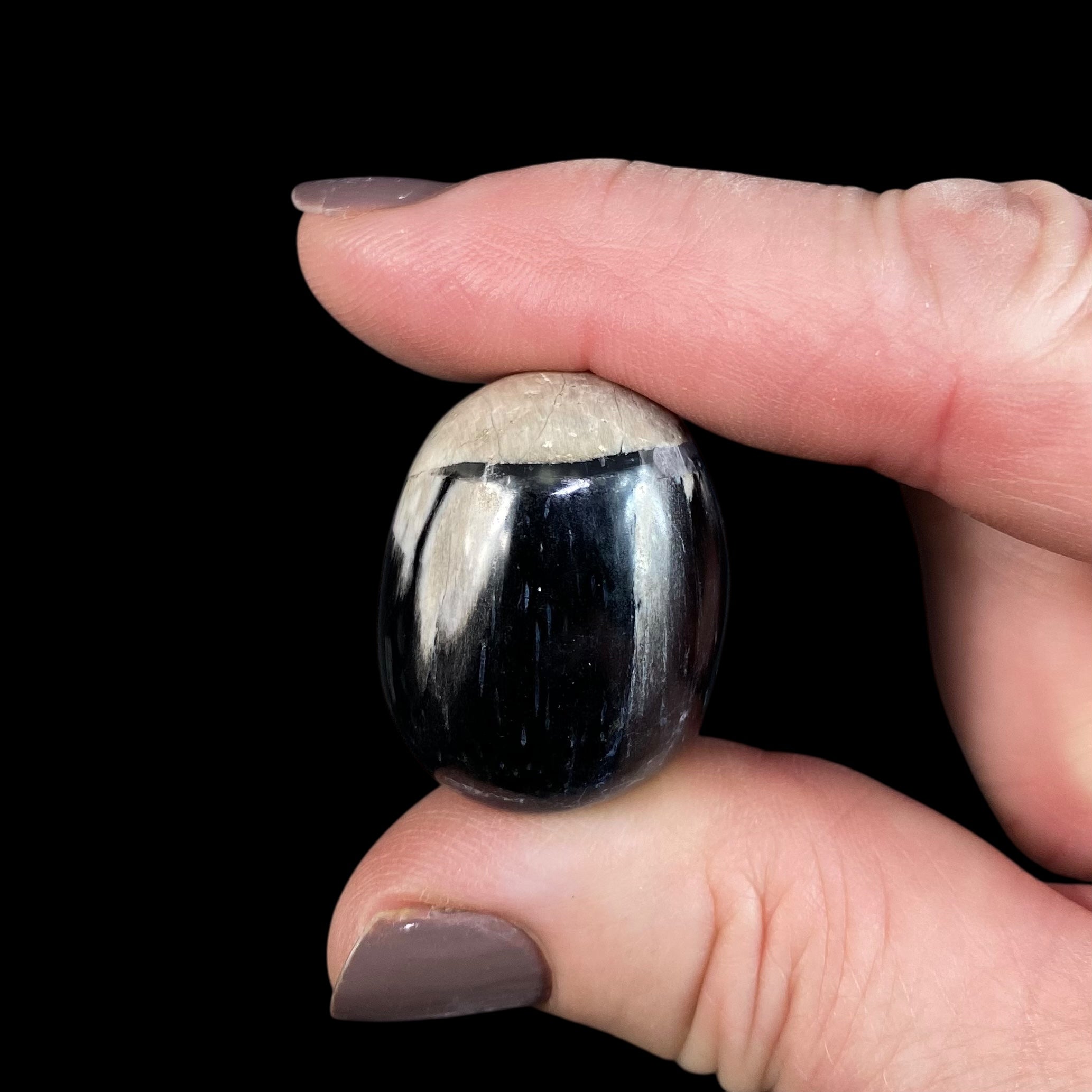 ONE Fossilized Wood Tumble Stone