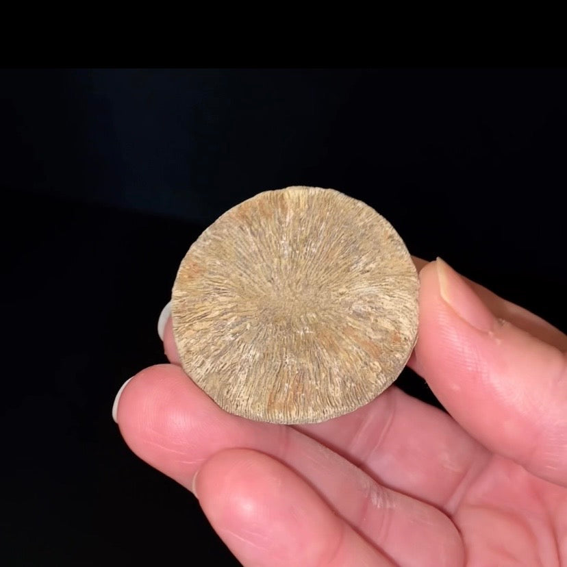 Moroccan Cyclolite Fossil Disc Coral – Cretaceous Period