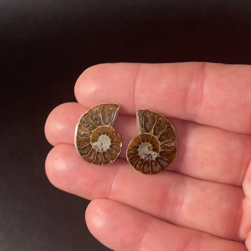 Cut & Polished Ammonite Pair from Madagascar - Small Size for Jewelry
