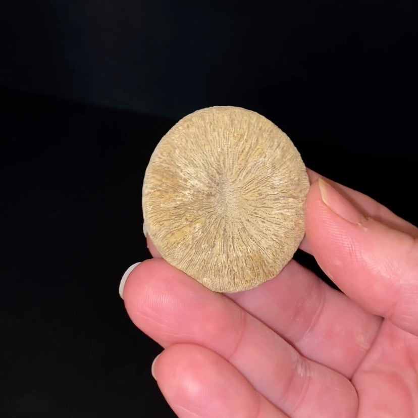 Moroccan Cyclolite Fossil Disc Coral – Cretaceous Period