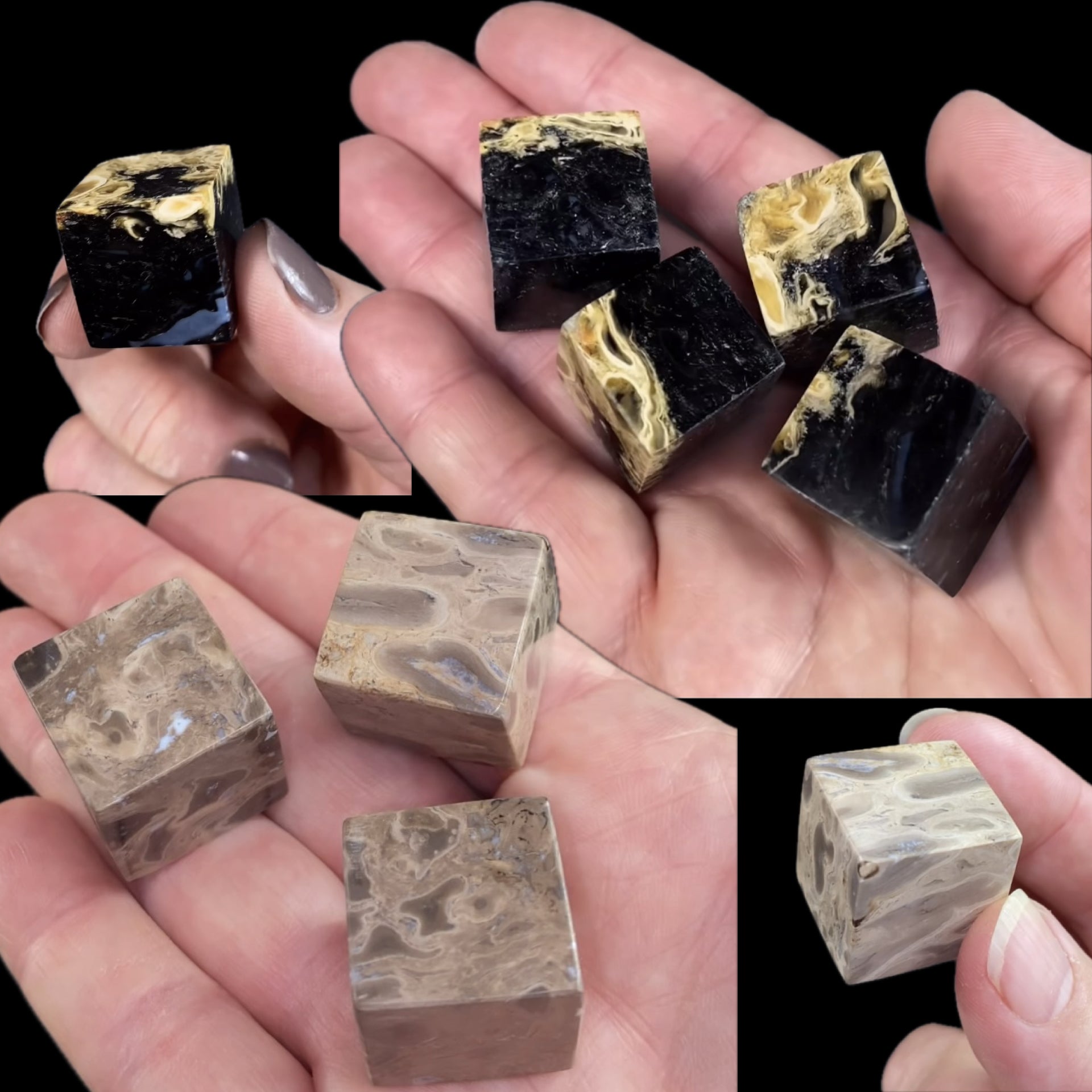 Fossilized Palm Root Polished Cube